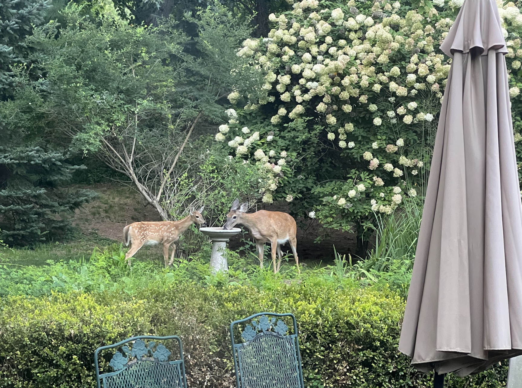 deer by a bird bath